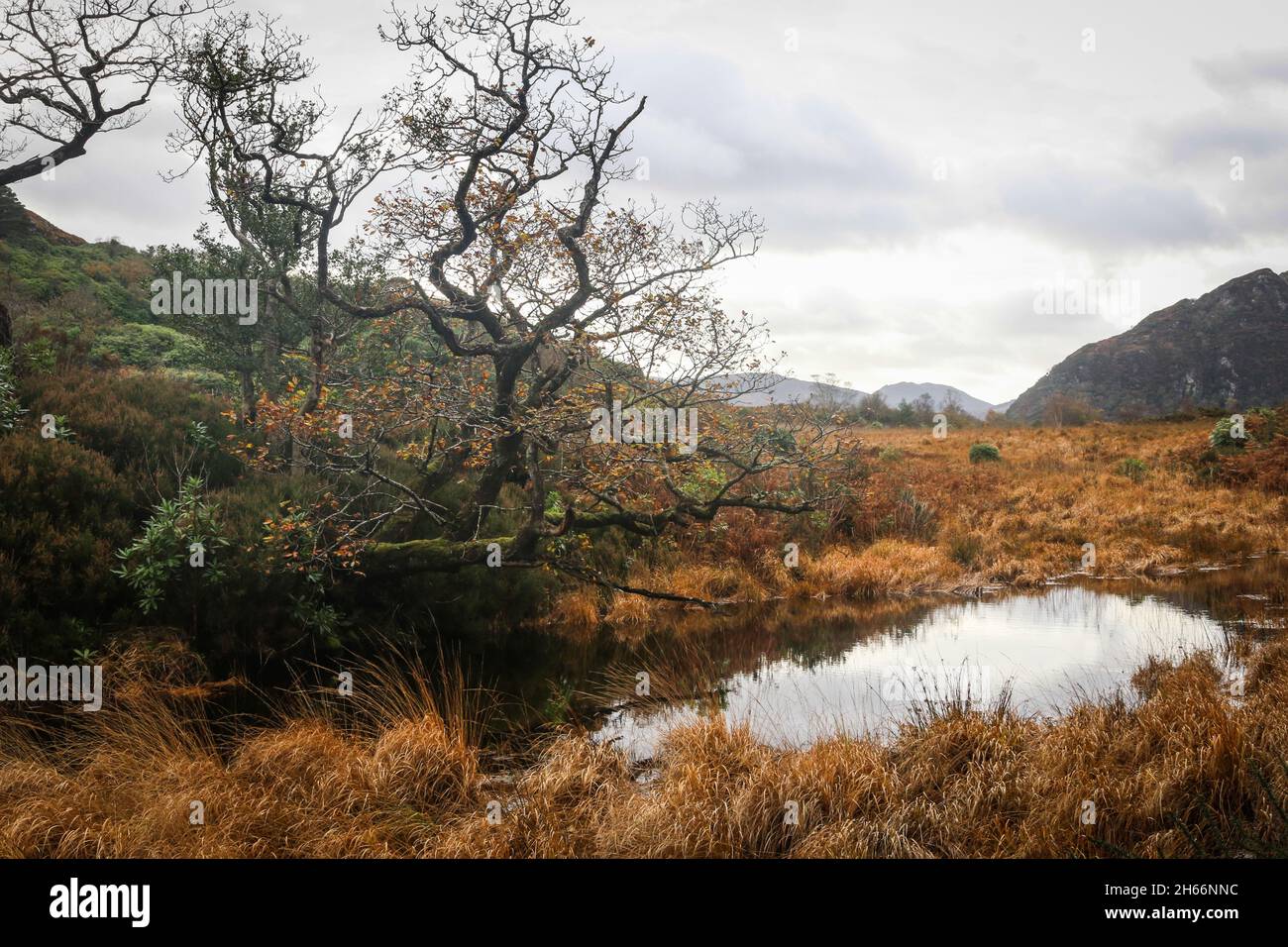 Vue depuis le parc national de Killarney Banque D'Images
