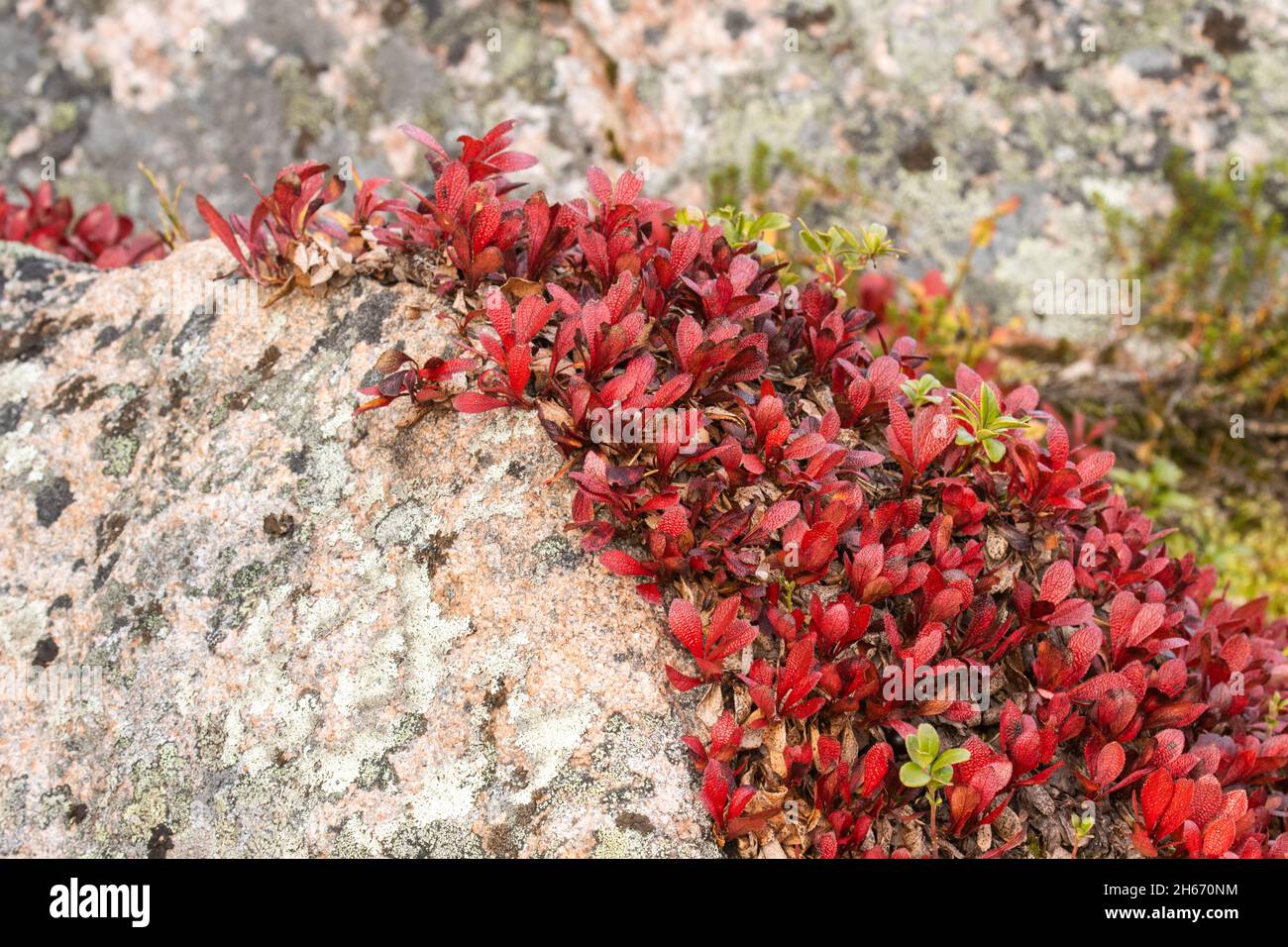 Un tapis de mûre alpine rouge vif, Arctous alpina pendant le feuillage d'automne en Laponie finlandaise, Europe du Nord. Banque D'Images