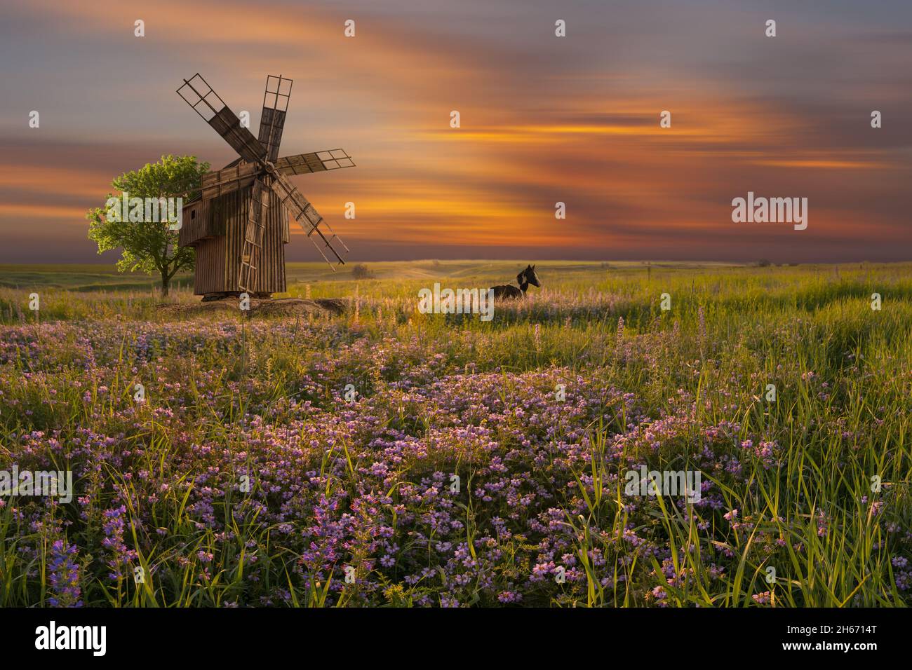 Paysage d'été avec moulin à vent sur prairie florale.Fleurs au coucher du soleil, lieu pittoresque Banque D'Images