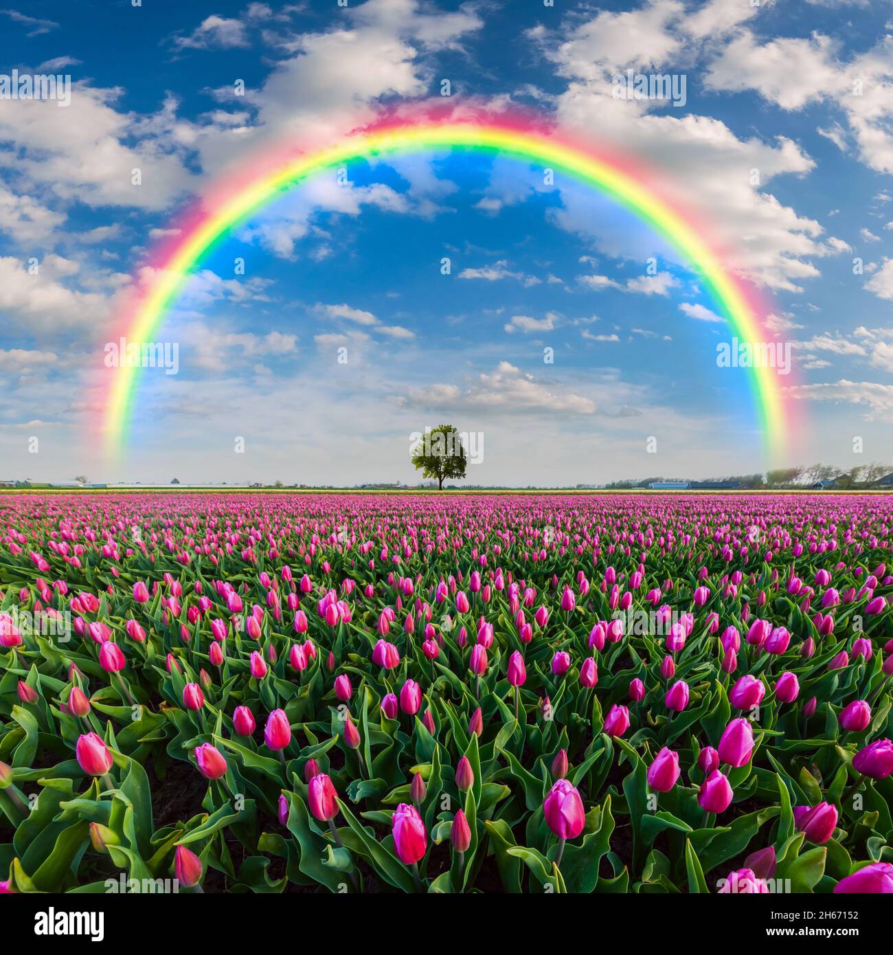 Magnifique paysage de printemps avec grand champ de tulipe et arc-en-ciel, arbre solitaire à l'horizon Banque D'Images