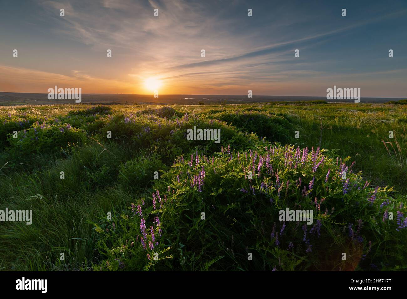 Printemps en steppe, nuages dans le ciel.Prairie florale avec herbe, panorama, plaine Banque D'Images