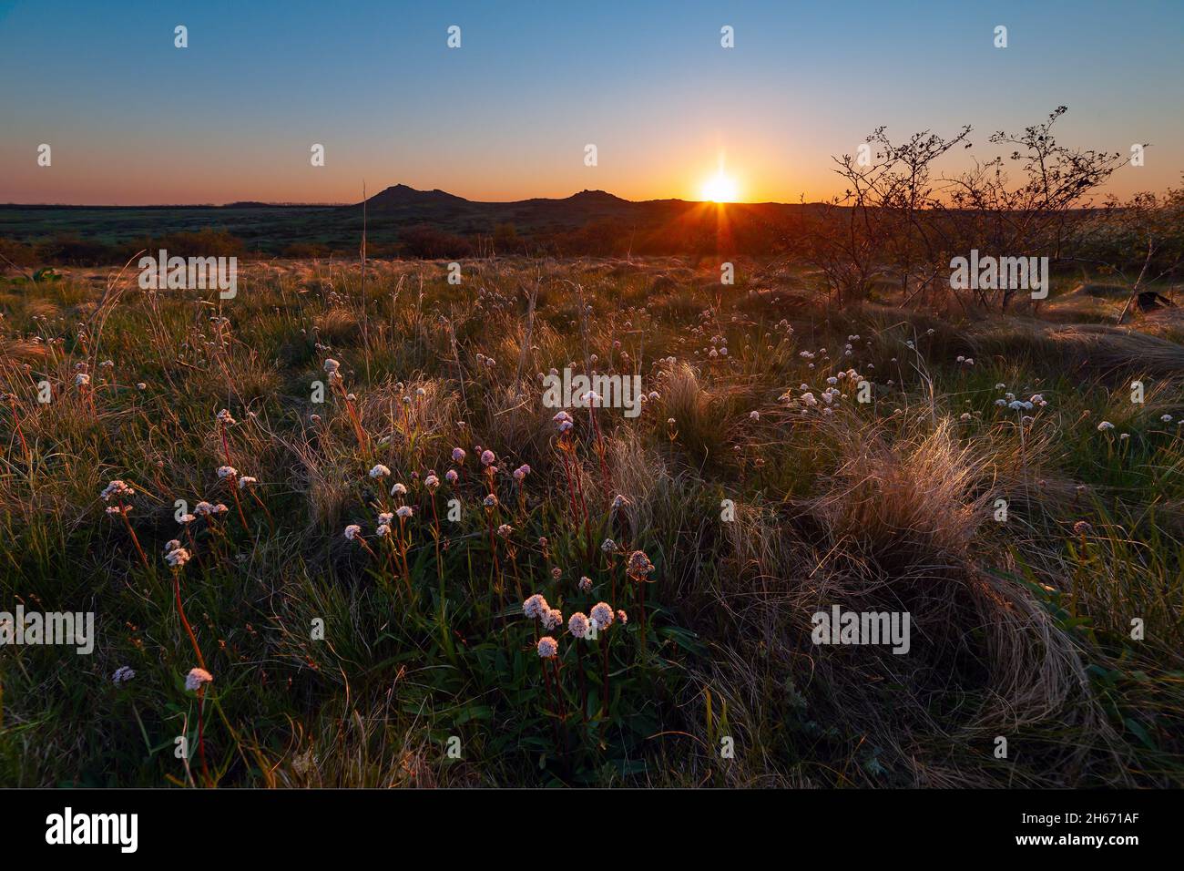 Paysage de printemps avec fleurs en steppe au coucher du soleil.Prairie florale avec herbe, plaine Banque D'Images