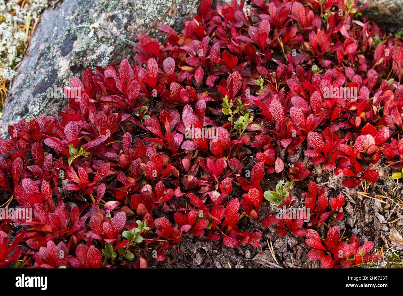 Un tapis de mûre alpine rouge vif, Arctous alpina pendant le feuillage d'automne en Laponie finlandaise, Europe du Nord. Banque D'Images