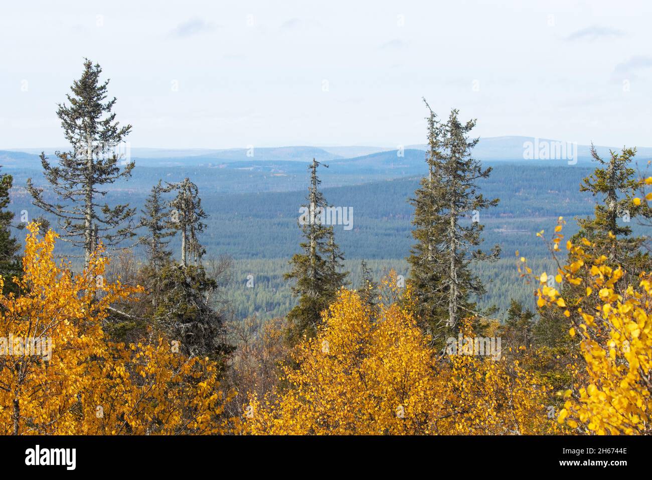 Vue sur les forêts de taïga colorées et les coquillages dans le parc national de Salla, dans le nord de la Finlande, lors d'une journée d'automne ensoleillée. Banque D'Images