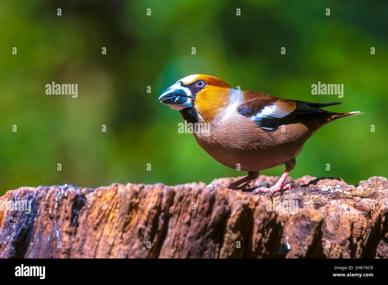 Libre d'un homme oiseau Coccothraustes coccothraustes hawfinch perché dans une forêt. Focus sélectif et naturelle du soleil Banque D'Images