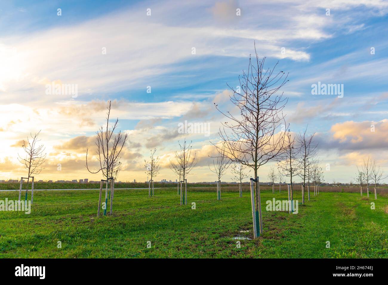 Plantation de jeunes arbres pour cultiver une nouvelle forêt dans un nouveau paysage naturel appelé de Nieuwe Driemanspuder, pays-Bas Banque D'Images