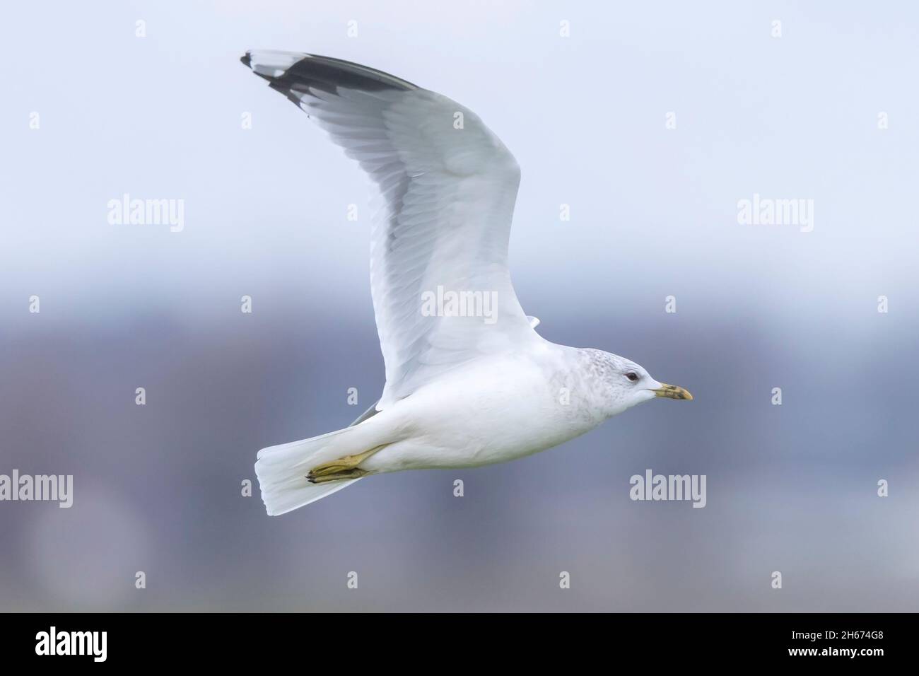 Le goéland commun, le goéland à mâcher ou le maouf à la mer, Larus canus en vol Banque D'Images