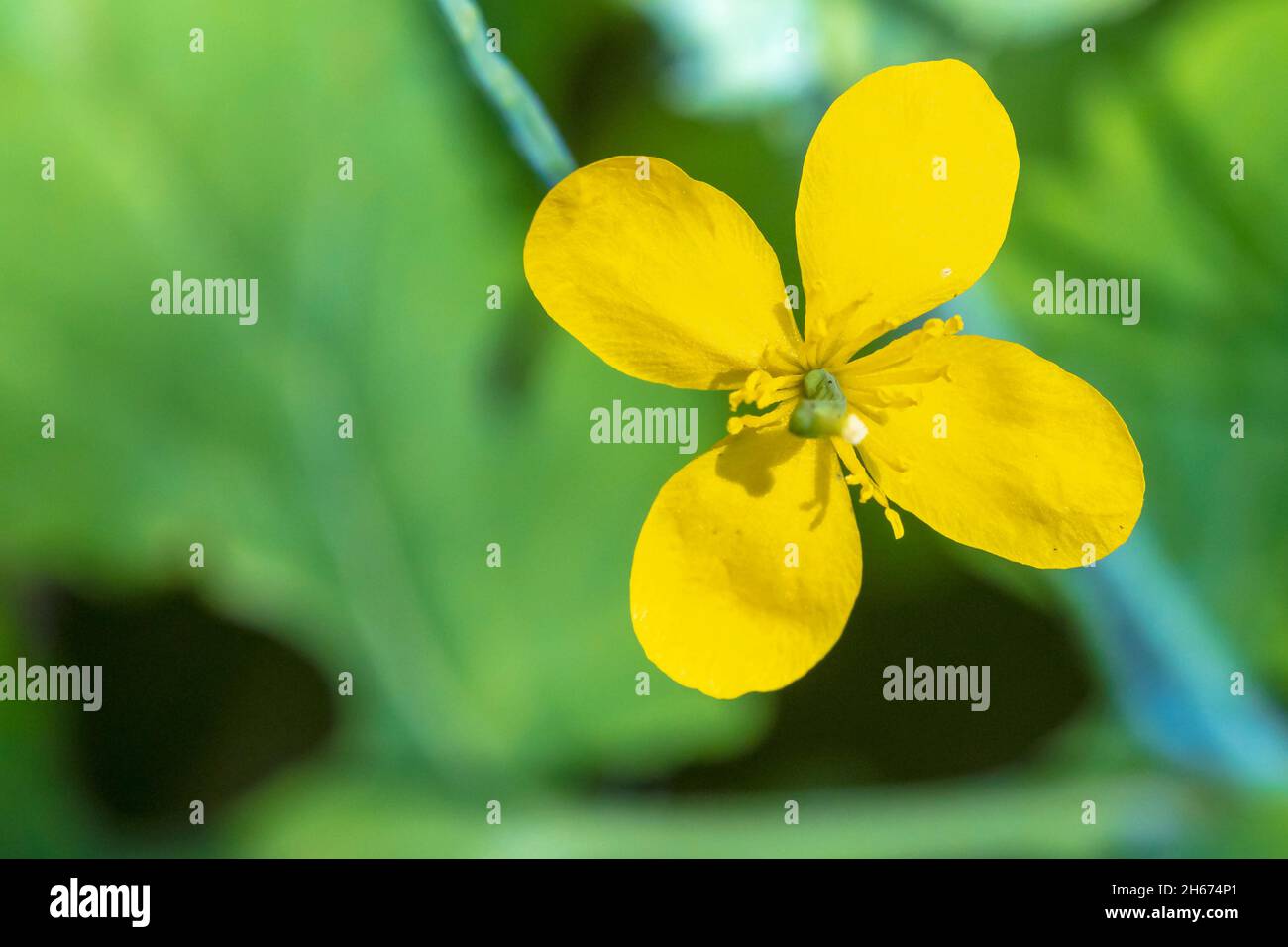 Gros plan d'une fleur jaune Chelidonium majus, la plus grande celandine, floraison Banque D'Images