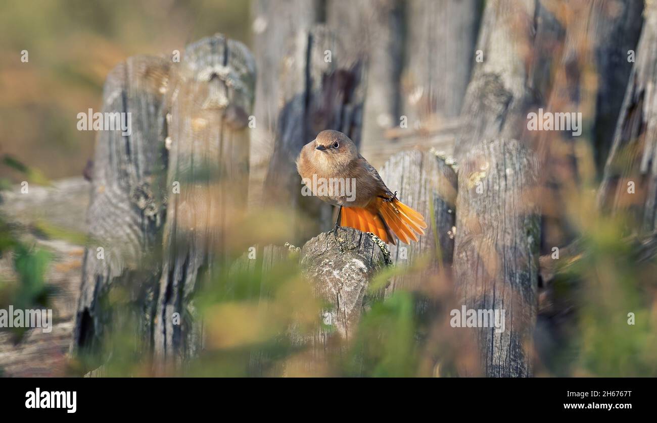 Commune Redstart Phoenicurus phoenicurus assis sur un piquet en bois et chantant, la meilleure photo. Banque D'Images