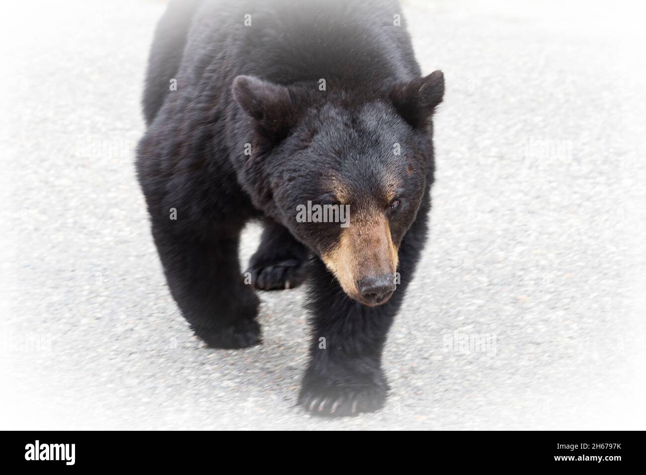 Ours noir marchant vers l'appareil photo, fond blanc Banque D'Images