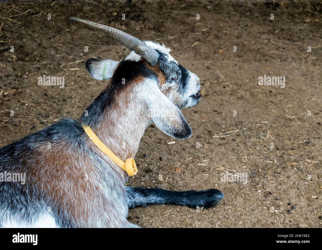 Une chèvre billy reposant sur la terre portant son collier d'identification  Photo Stock - Alamy