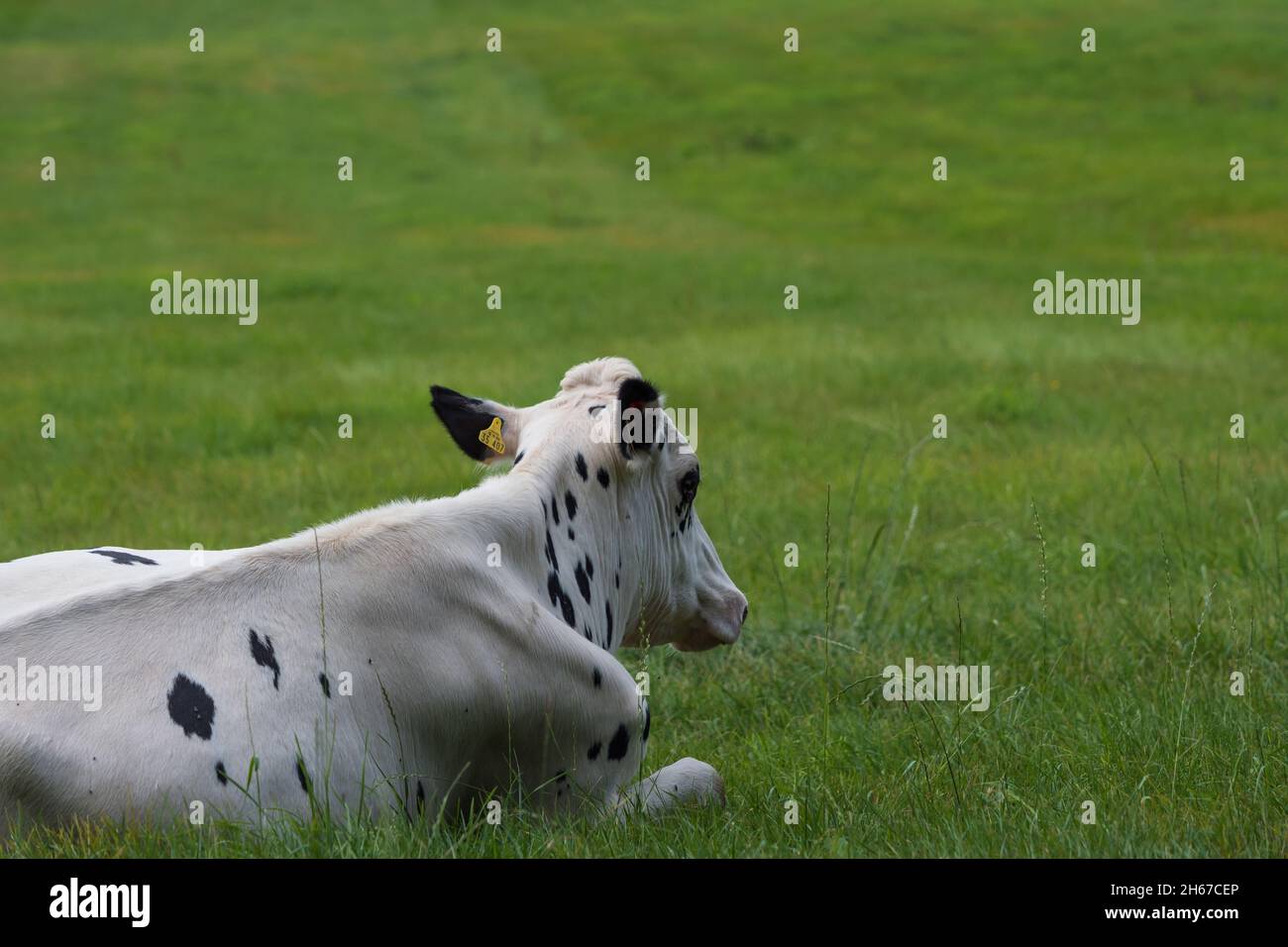 Vaches se détendant dans un pré en été dans la sarre Banque D'Images