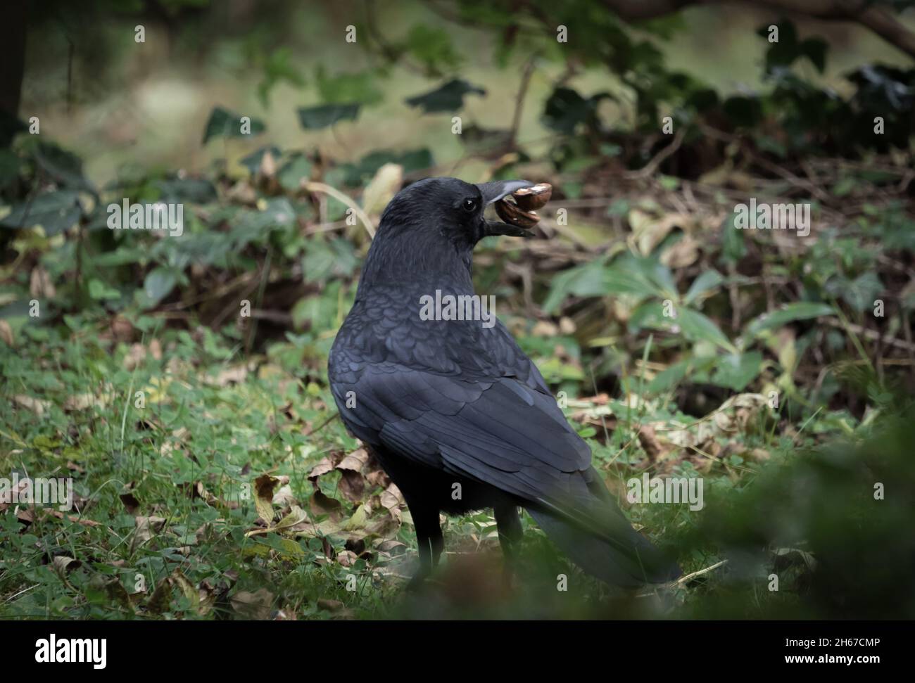 Un corbeau de près sur un cimetière à Jena en été, espace de copie Banque D'Images Un corbeau de près sur un cimetière à Jena en été, espace de copie Banque D'Images