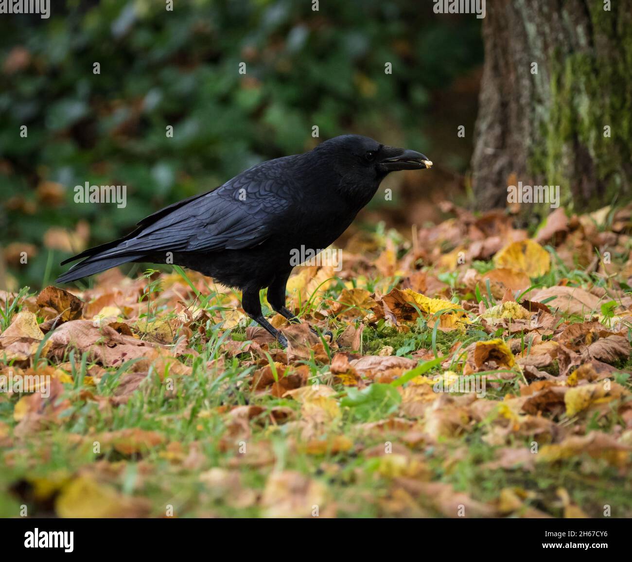 Un corbeau de près sur un cimetière à Jena en été, espace de copie Banque D'Images Un corbeau de près sur un cimetière à Jena en été, espace de copie Banque D'Images