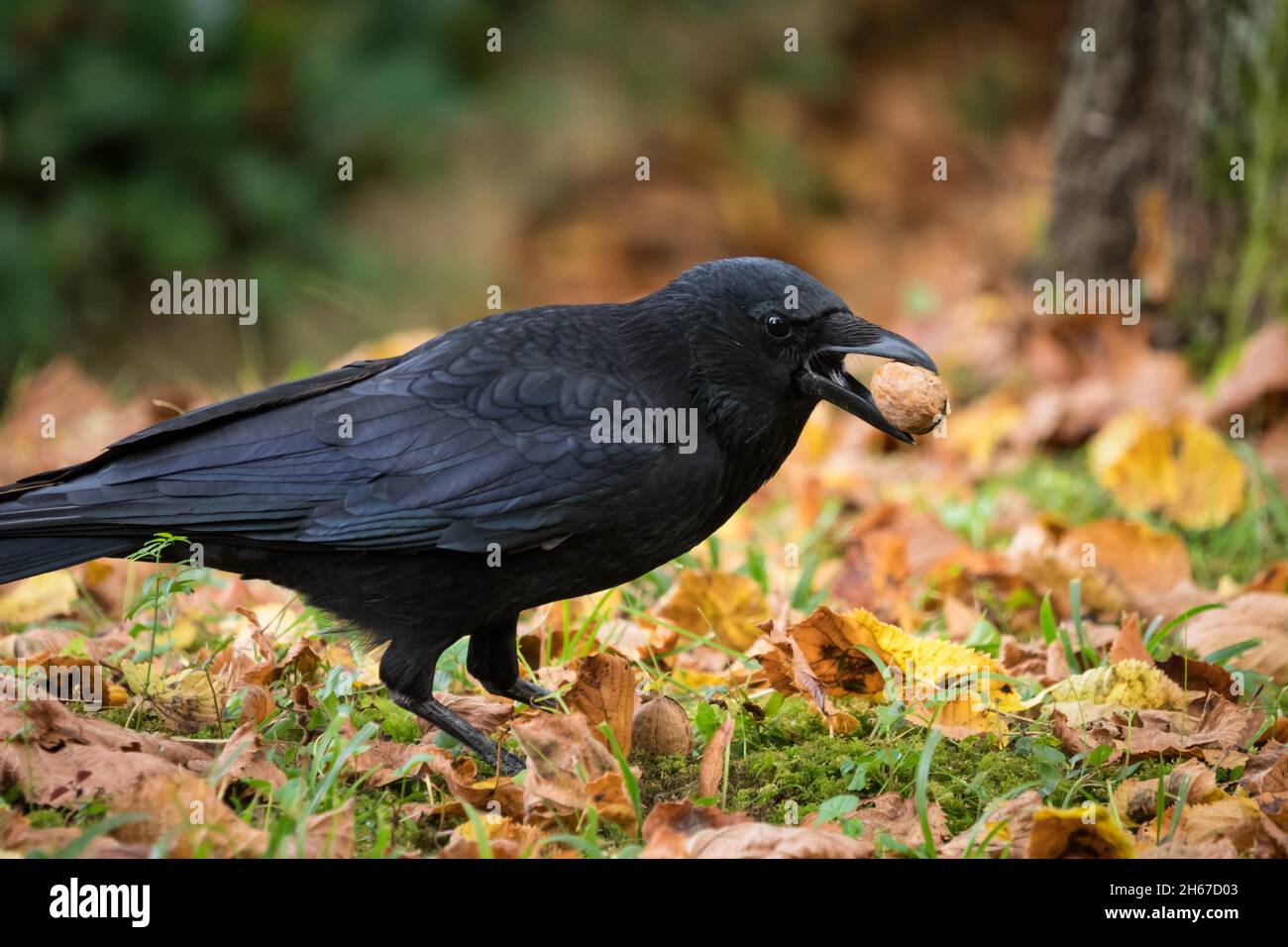 Un corbeau de près sur un cimetière à Jena en été, espace de copie Banque D'Images Un corbeau de près sur un cimetière à Jena en été, espace de copie Banque D'Images