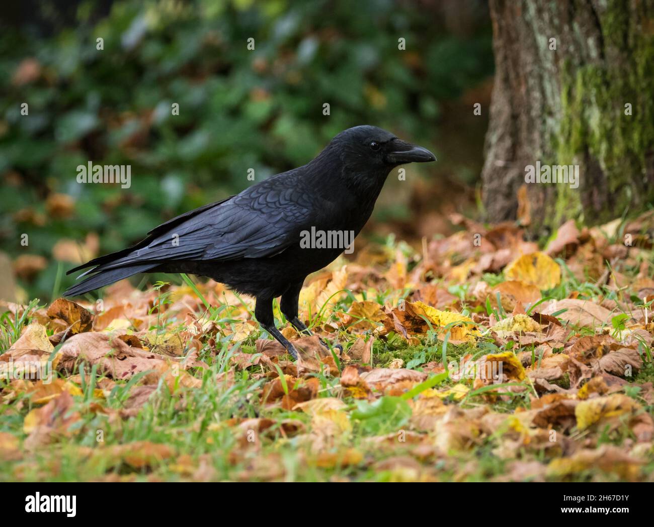 Un corbeau de près sur un cimetière à Jena en été, espace de copie Banque D'Images Un corbeau de près sur un cimetière à Jena en été, espace de copie Banque D'Images
