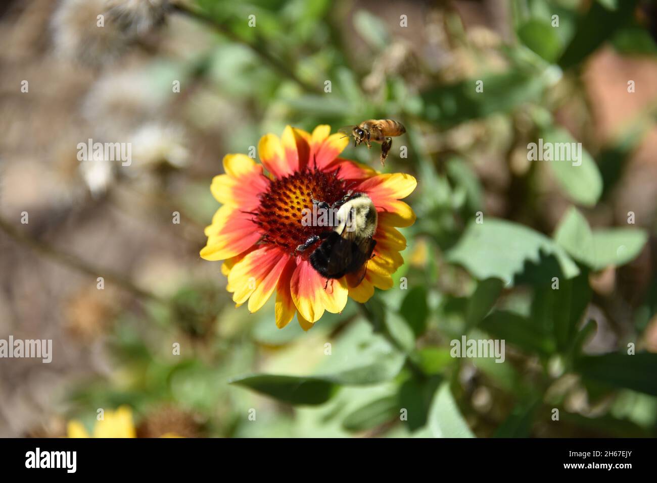 Grand format gros plan de deux différentes abeilles sauvages menacées pollinisant la même pâquerette gaillardia.Notez l'abeille qui vole en plein air. Banque D'Images