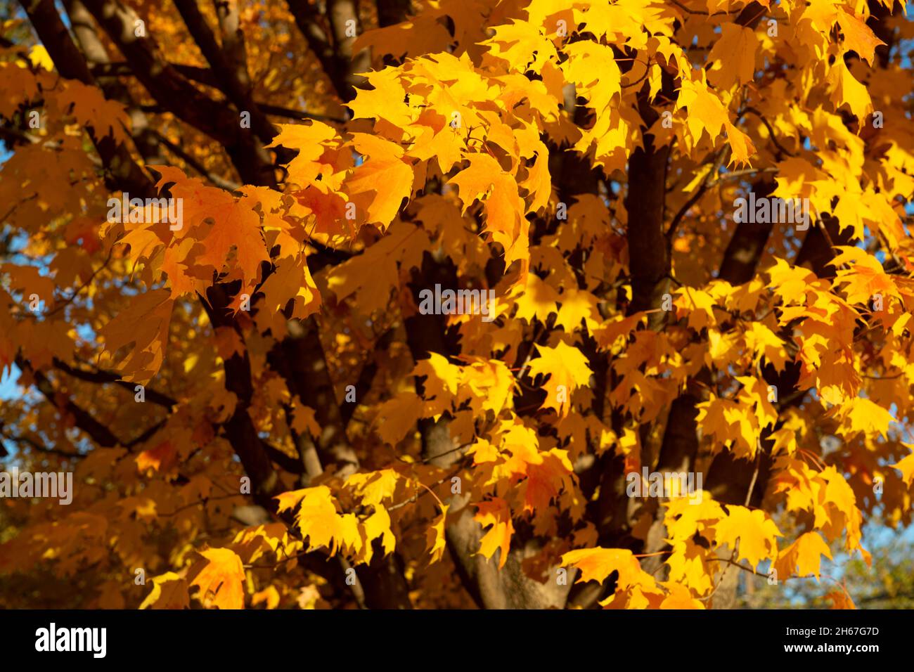 Garrett Park Maryland MD feuilles d'érable d'automne qui se transforment en jaune à l'automne Banque D'Images