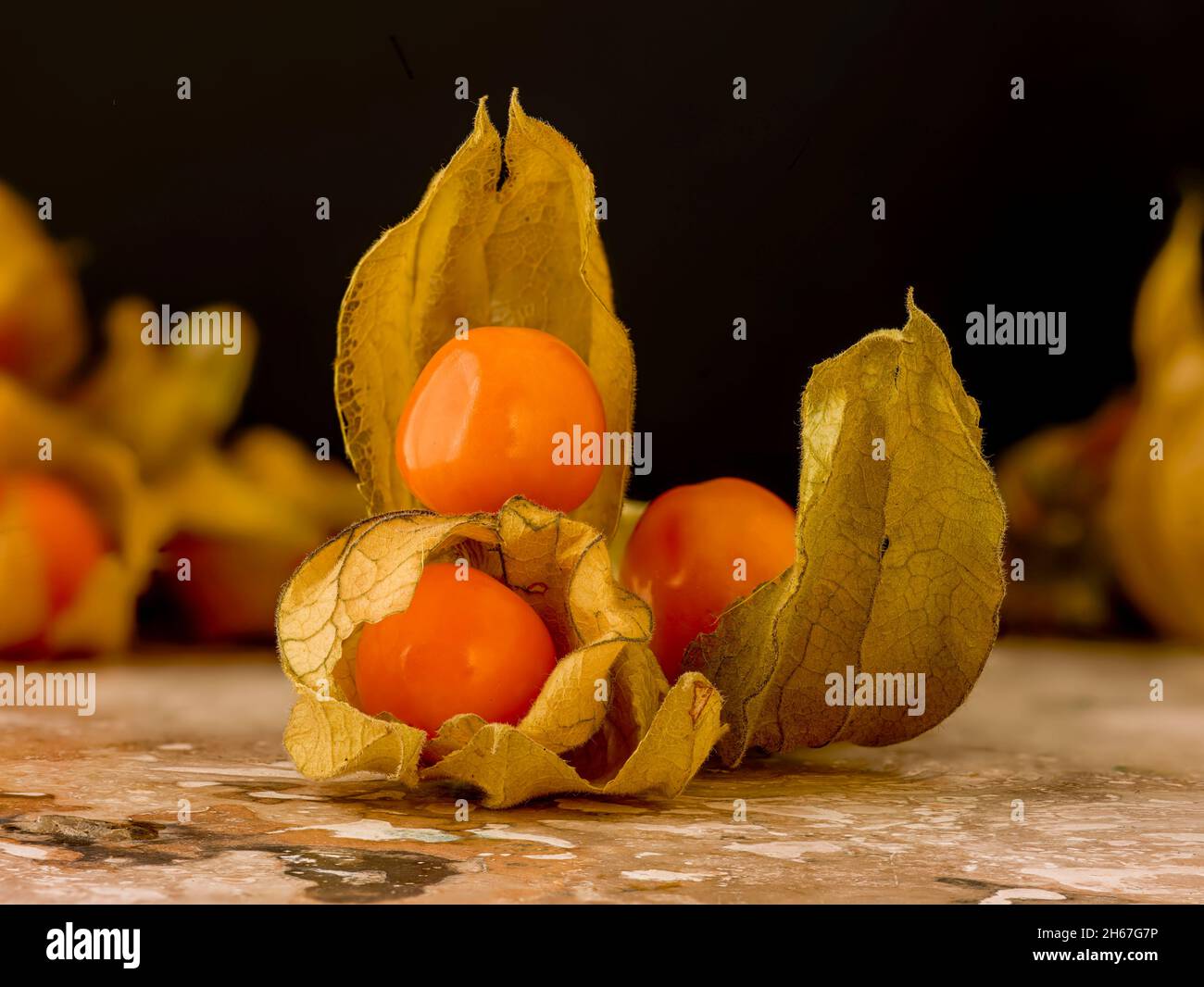 Intrigant Cape Gooseberry, Physalis peruviana, gros plan de la représentation des fruits encore-vie Banque D'Images