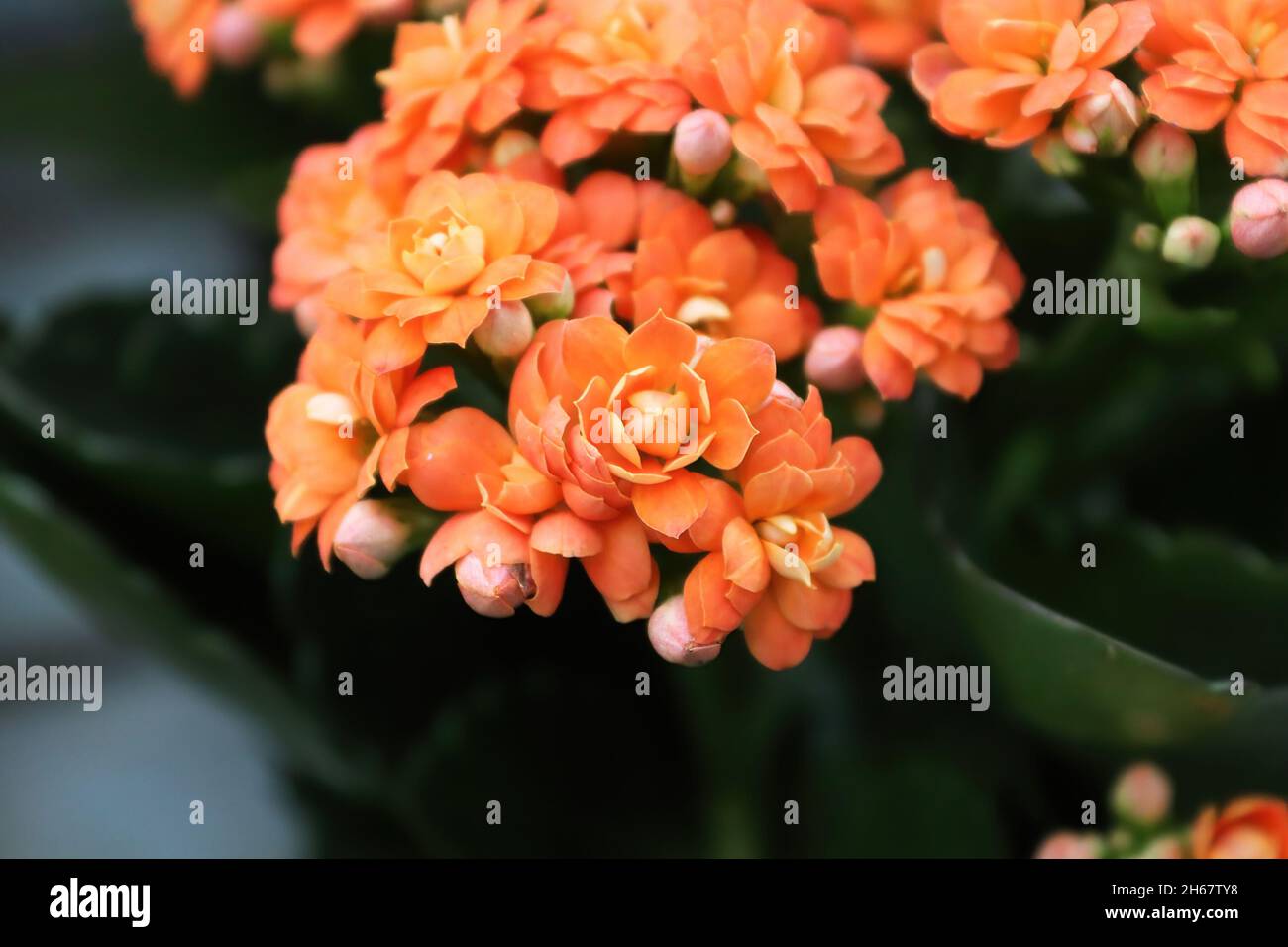 Gros plan d'un groupe de fleurs de kalanchoe orange Banque D'Images