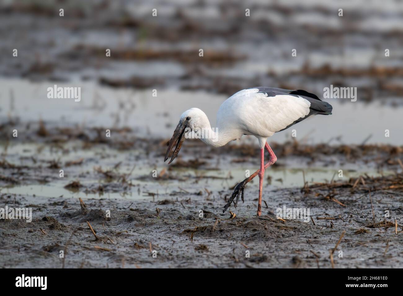 L'Asian openbill ou asiatique openbill Anastomus stork (oscitante) est l'espèce de famille des Ciconiidae. Banque D'Images