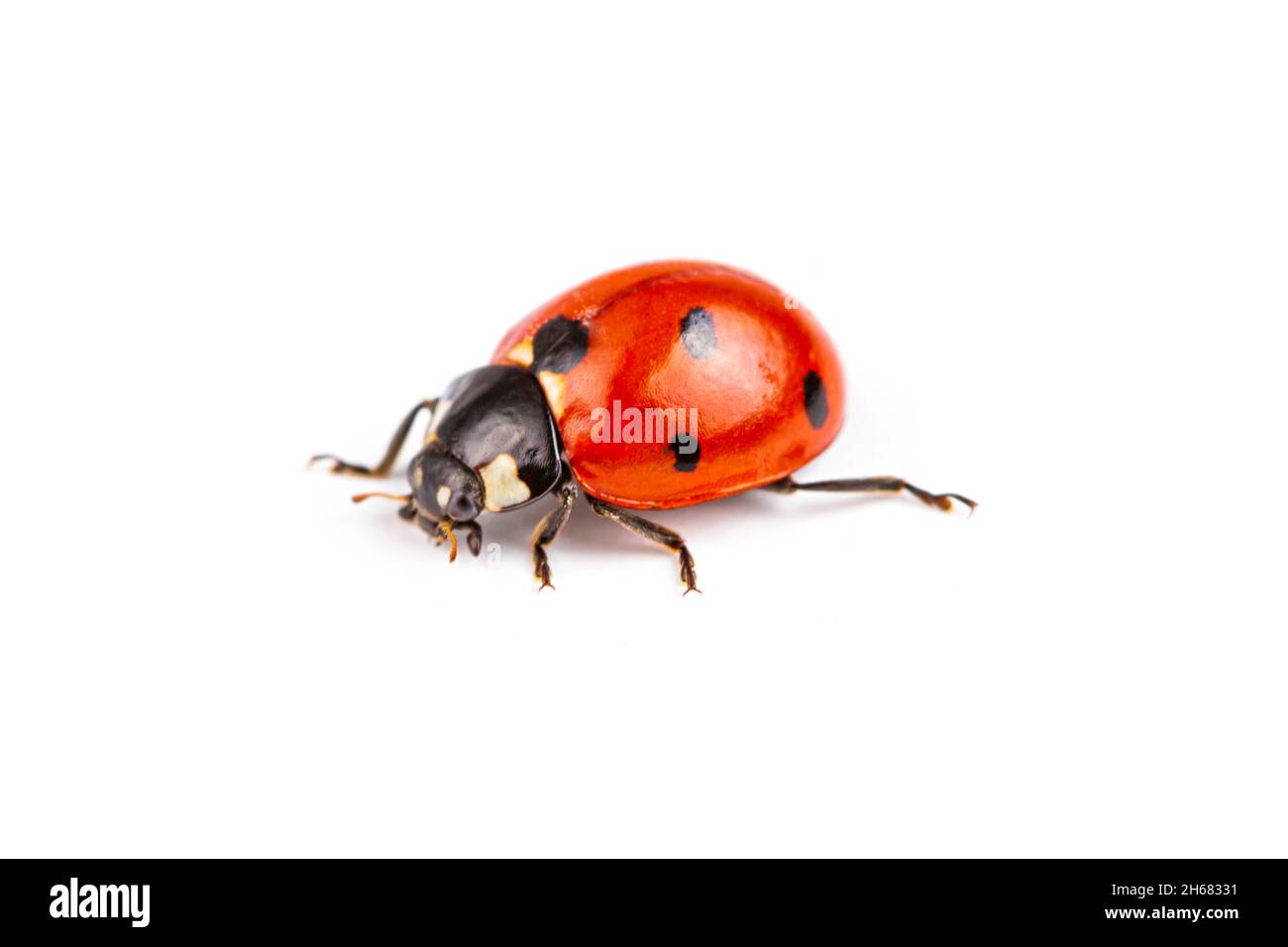 Coccinella septempunctata, photographie macro, photographie de gros plan extrême, isolé sur fond blanc Banque D'Images