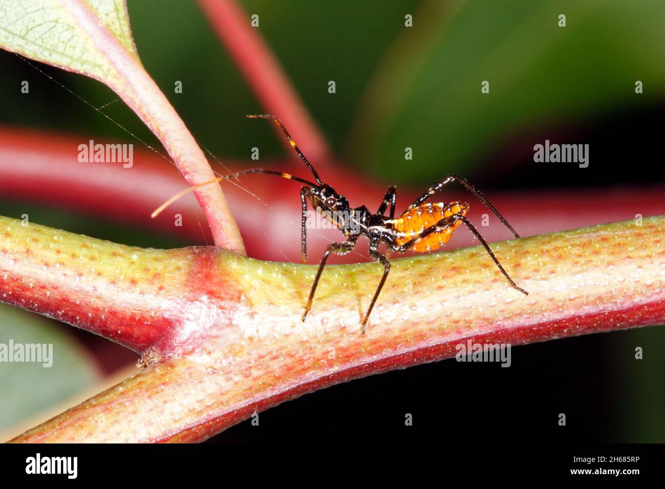 Bug Assassin commun, Pristhesancus plagipennis.Instar ou Nymph.Coffs Harbour, Nouvelle-Galles du Sud, Australie Banque D'Images