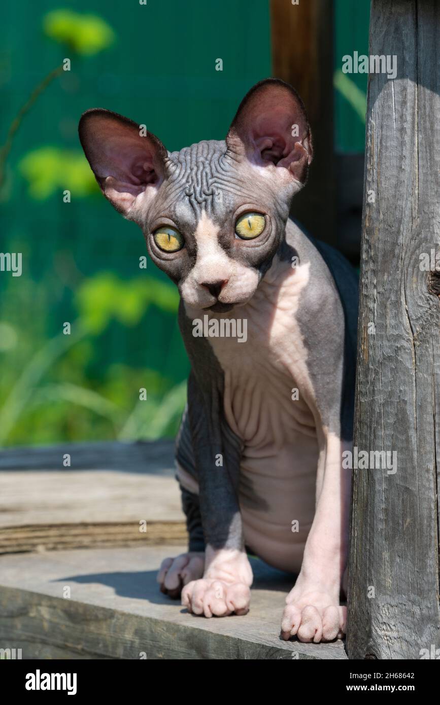 Joli chat Sphynx canadien de couleur bleue et blanche de 4 mois assis sur une grande aire de jeu en bois de chatterie le jour ensoleillé, regardant la caméra Banque D'Images