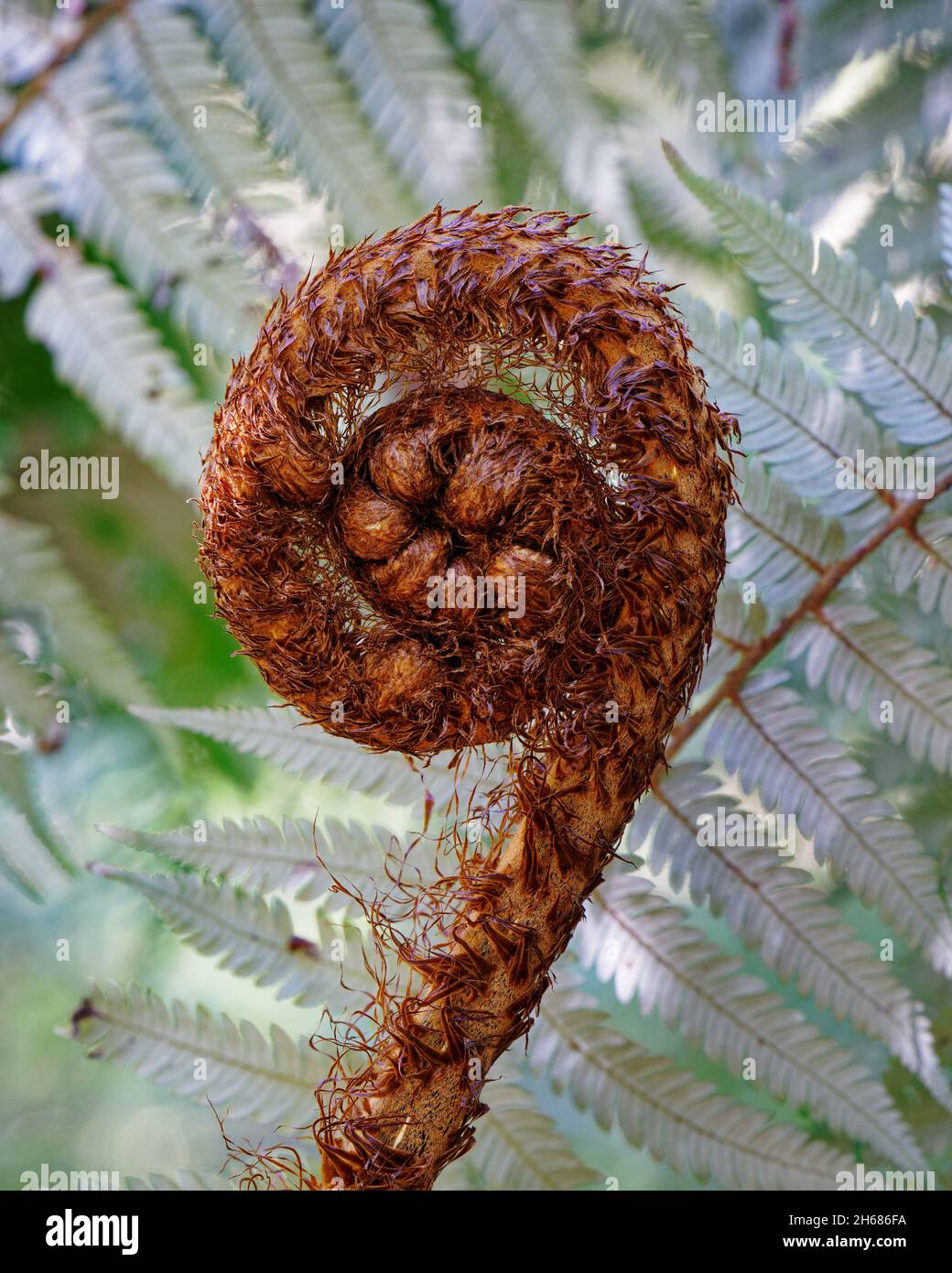 Une nouvelle fronde de fougère appelée un koru commence à peine à se déployer dans une nouvelle feuille, la Nouvelle-Zélande. Banque D'Images