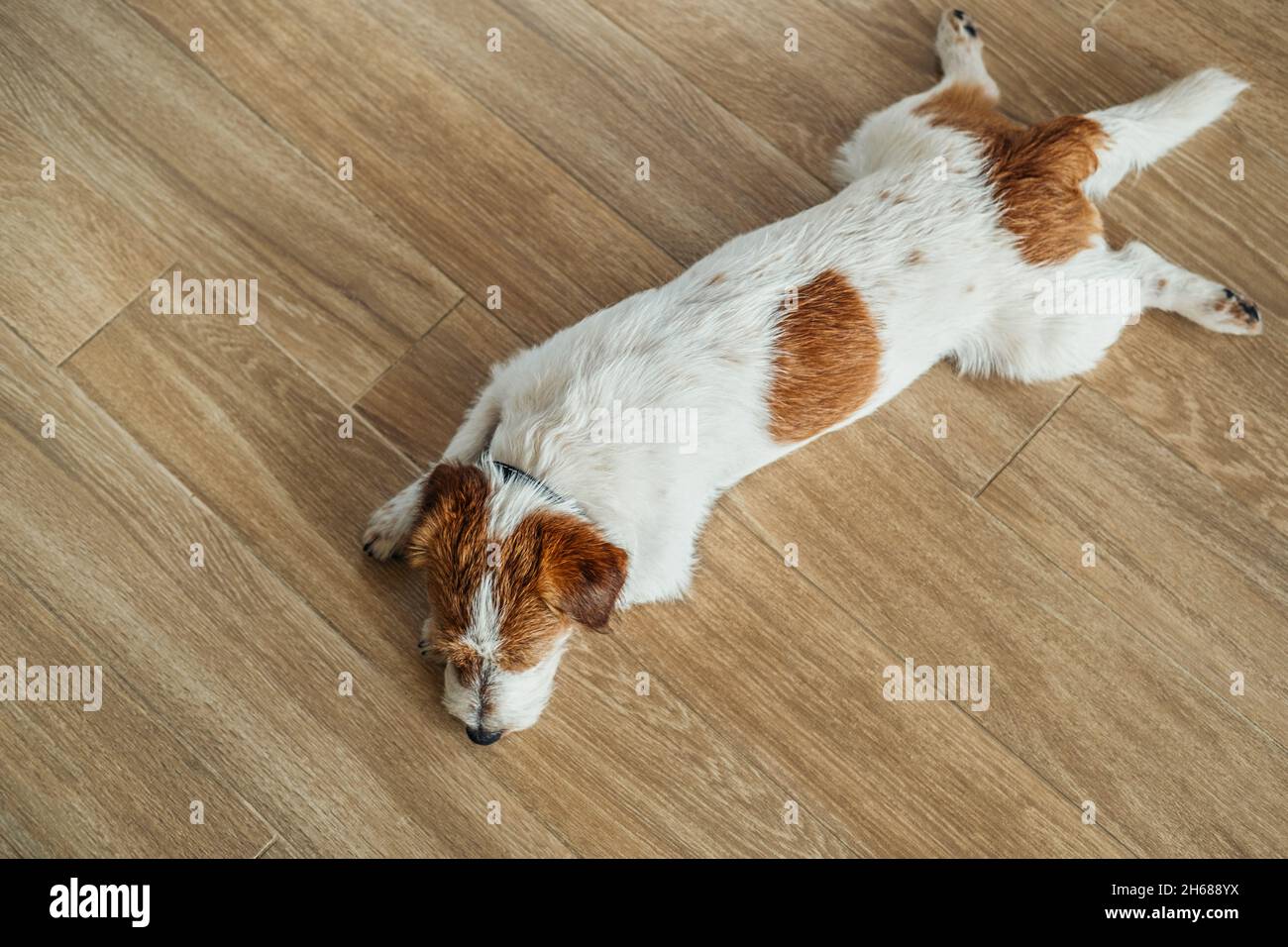 Chien mignon, Jack russell terrier, couché sur le sol et reposant. Banque D'Images