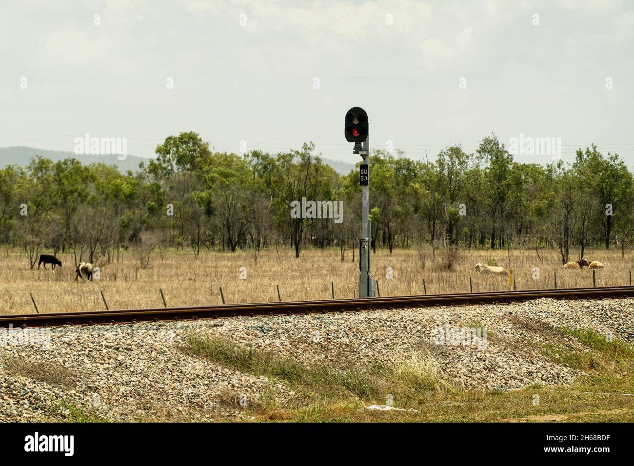 Signal ferroviaire sur une ligne de campagne avec des vaches qui broutage en arrière-plan au-delà des voies Banque D'Images