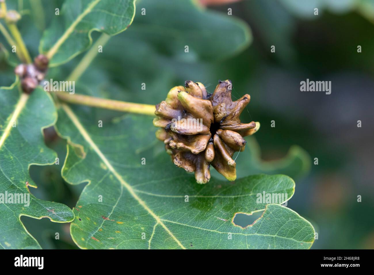 Gall de buteur de chêne créé par la guêpe, Andricus quercuscalicis pond ses oeufs dans une fleur de chêne.Ce type de Galle est une arrivée relativement nouvelle dans l'U Banque D'Images
