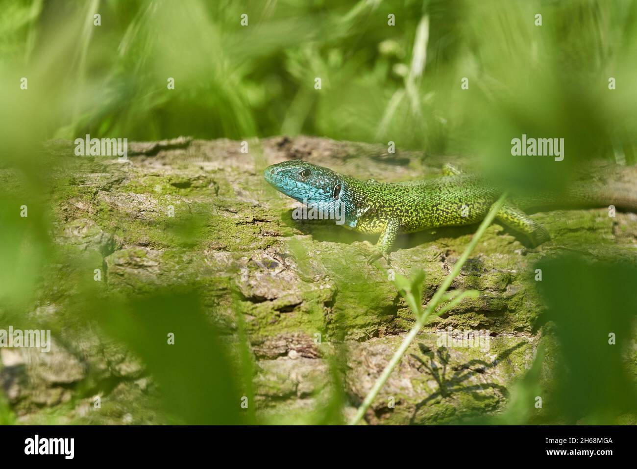 Photo Nature du lézard vert Lacerta viridis Banque D'Images