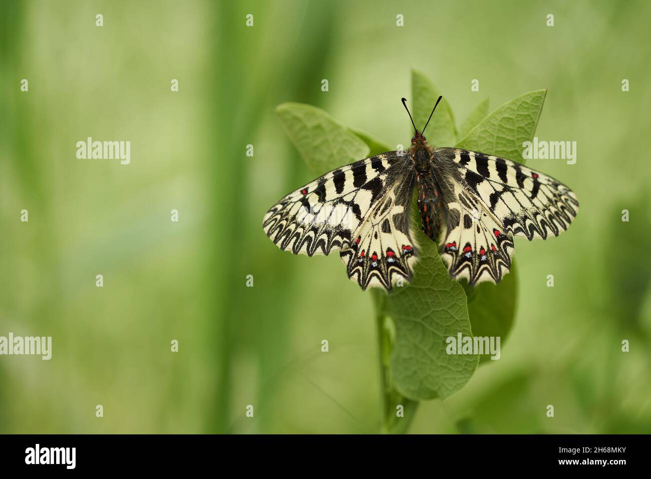 La faune macro photo de la Southern Festoon Zerynthia polyxena Banque D'Images