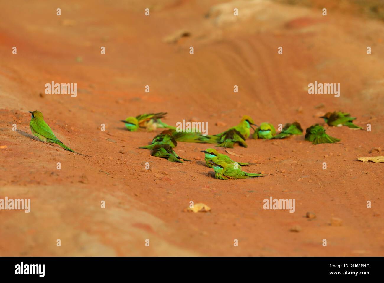 Un groupe de mangeurs d'abeilles vertes asiatiques ou de petits mangeurs d'abeilles vertes (Merops orientalis) baignent de poussière sur une piste à travers le parc national de Bandhavgarh, en Inde Banque D'Images