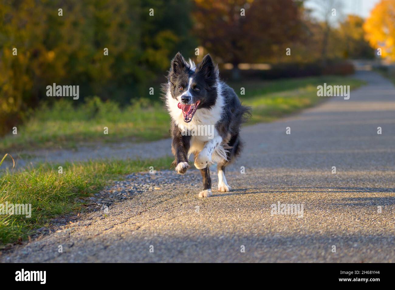 Border Collie noir et blanc tournant à la vitesse avec sa langue qui se lalonne comme une course en soirée dans la campagne Banque D'Images