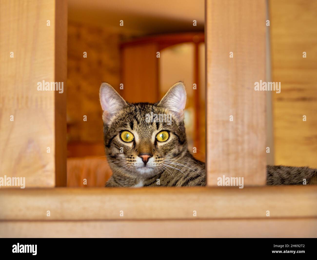 un chat tabby domestique avec des yeux jaunes se trouve sur les escaliers et me regarde, dans la caméra Banque D'Images