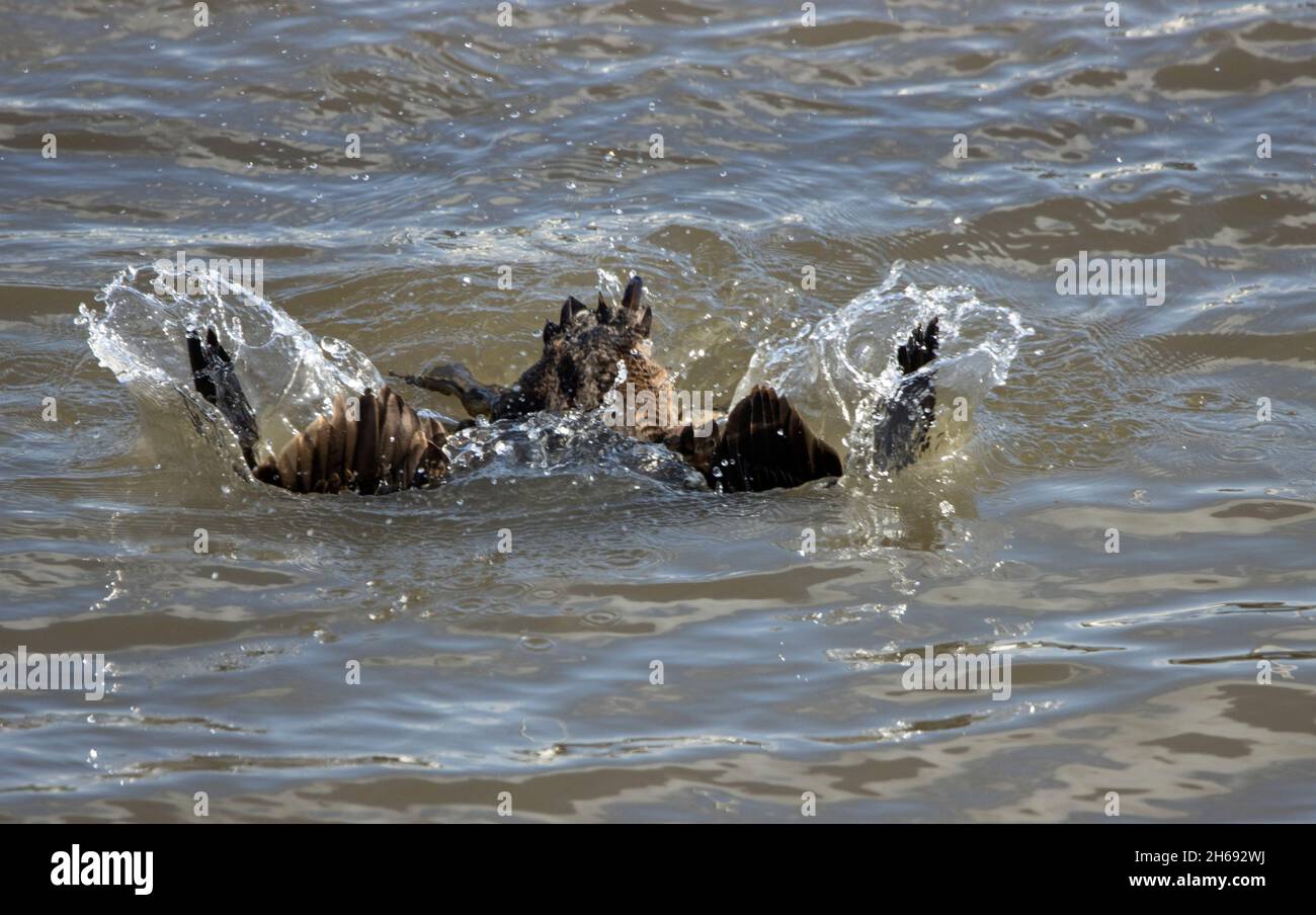 Une femelle de l'Eider plonge sous la surface pour chasser les crustacés et les mollusques qu'elle floque en grand nombre autour de la côte en hiver Banque D'Images