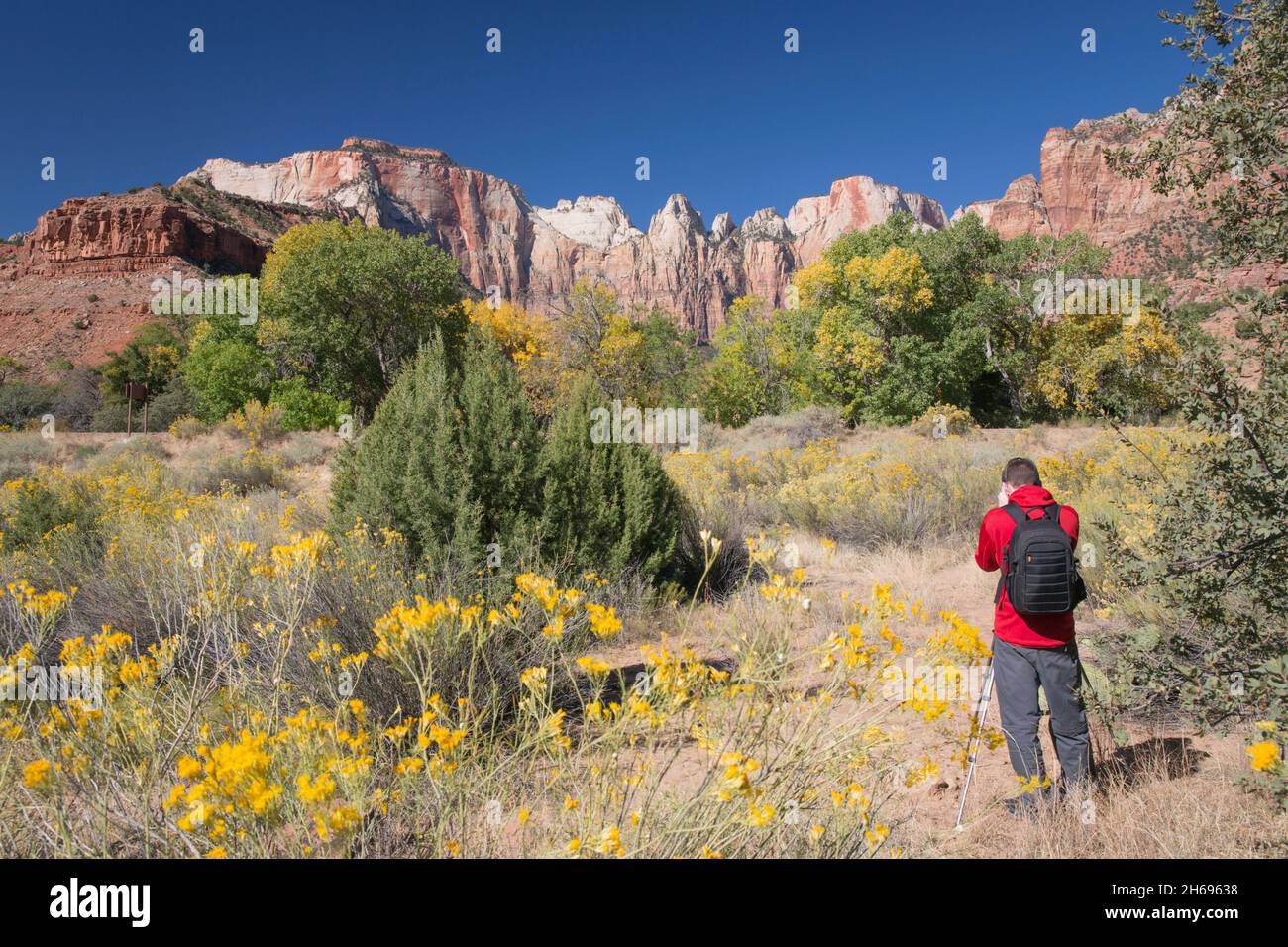 Parc national de Zion, Utah, États-Unis.Photo vue des tours de la Vierge à travers un pinceau coloré dans le désert à côté de la Pa'rus Trail, automne. Banque D'Images