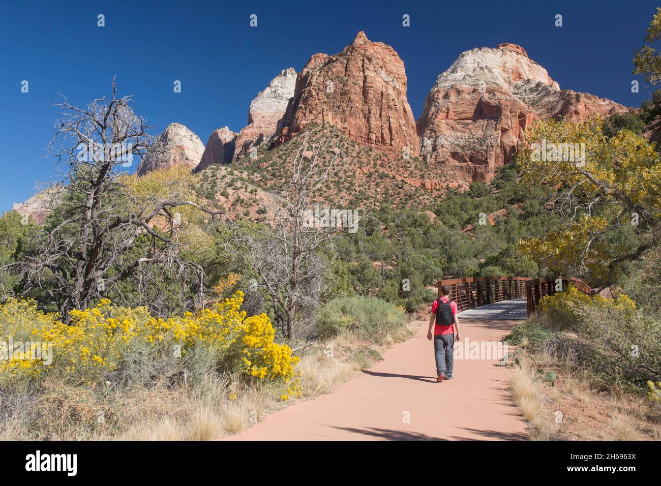 Parc national de Zion, Utah, États-Unis.Randonnée solitaire approchant la passerelle sur le chemin Pa'rus Trail, en automne, le mont Spry et le temple est qui s'élève au-dessus. Banque D'Images