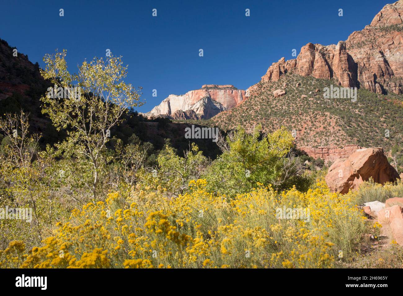 Parc national de Zion, Utah, États-Unis.Vue sur le Temple Ouest depuis la colline au-dessus de Pine Creek, automne, pinceau de désert coloré en premier plan. Banque D'Images