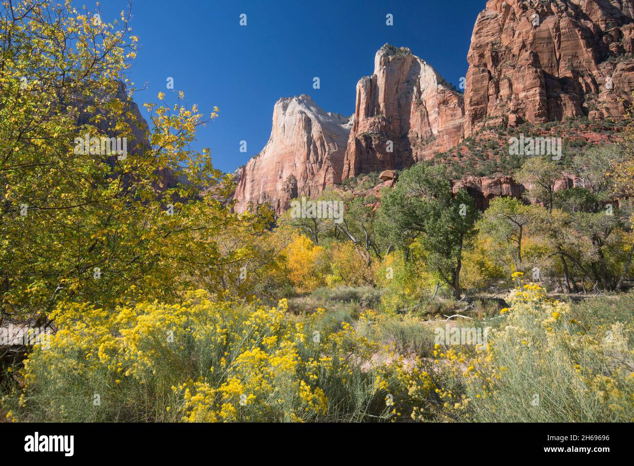Parc national de Zion, Utah, États-Unis.Vue à travers le pinceau de désert coloré jusqu'aux sommets d'Abraham et d'Isaac dans la Cour des Patriarches, automne. Banque D'Images