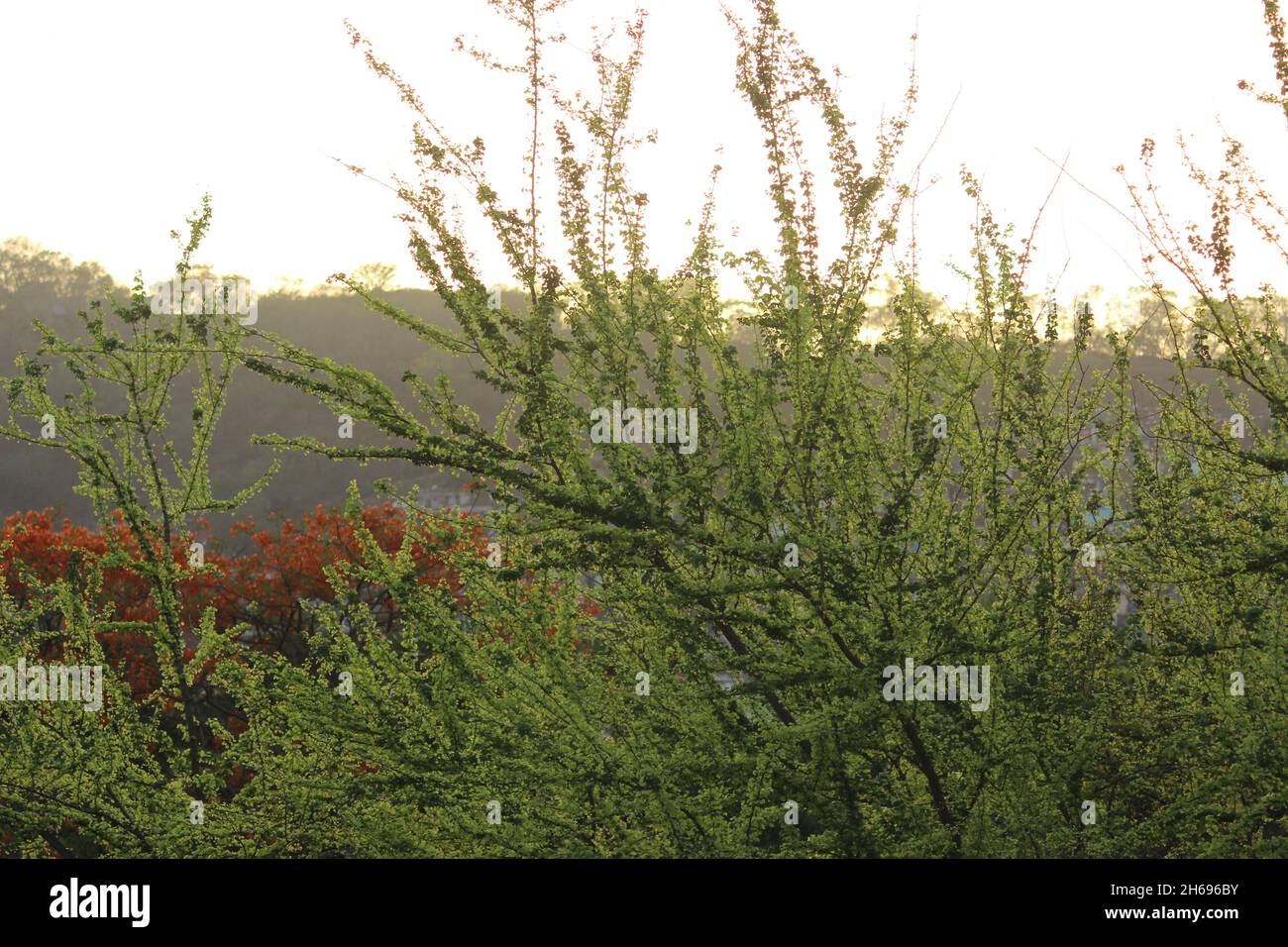 Des feuilles tendres gerbent après la mousson sur les branches de l'arbre.Prise de vue avec un arbre à fleurs rouges en arrière-plan Banque D'Images