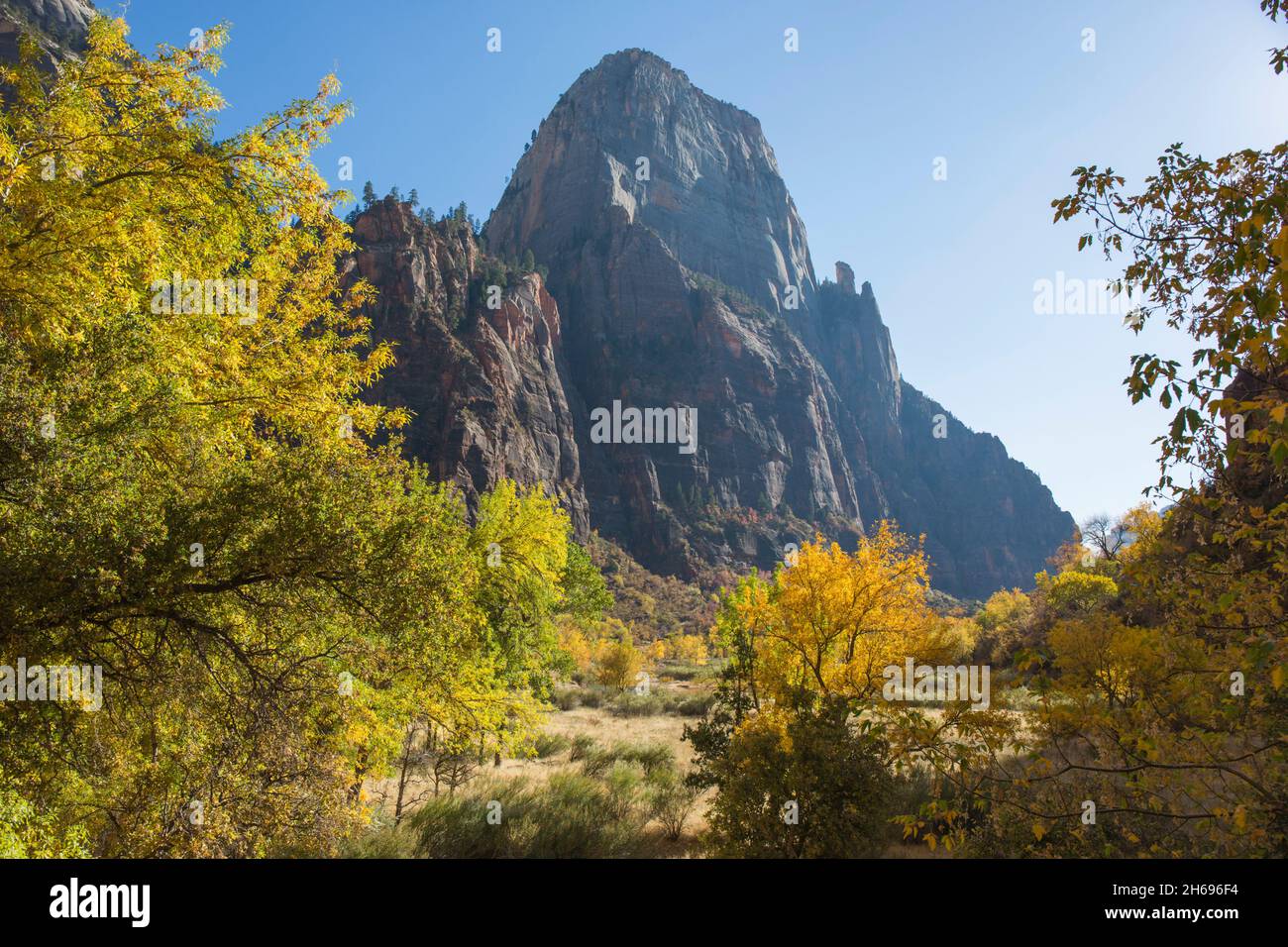 Parc national de Zion, Utah, États-Unis.Vue le long du plancher boisé du canyon de Zion jusqu'à la majestueuse face nord du Grand trône blanc, en automne. Banque D'Images