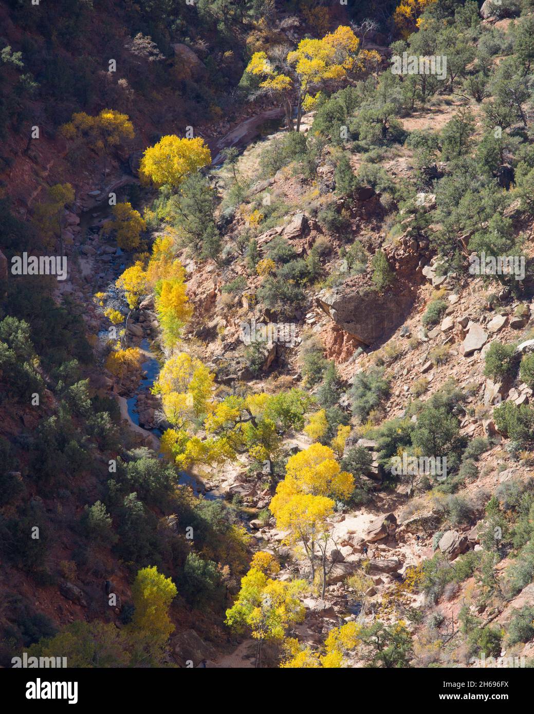 Parc national de Zion, Utah, États-Unis.Vue sur Pine Creek depuis le Canyon, vue sur Trail, automne, le feuillage doré des cotonwoods du bord de la rivière en avant. Banque D'Images