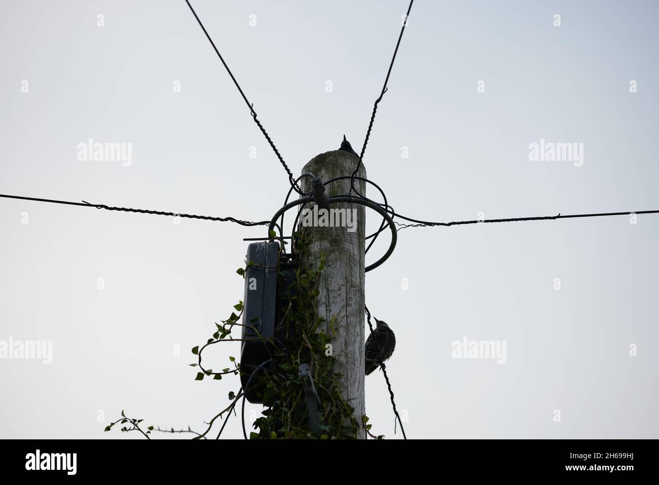 Gros plan sur le dessus de la borne téléphonique avec des fils. Banque D'Images