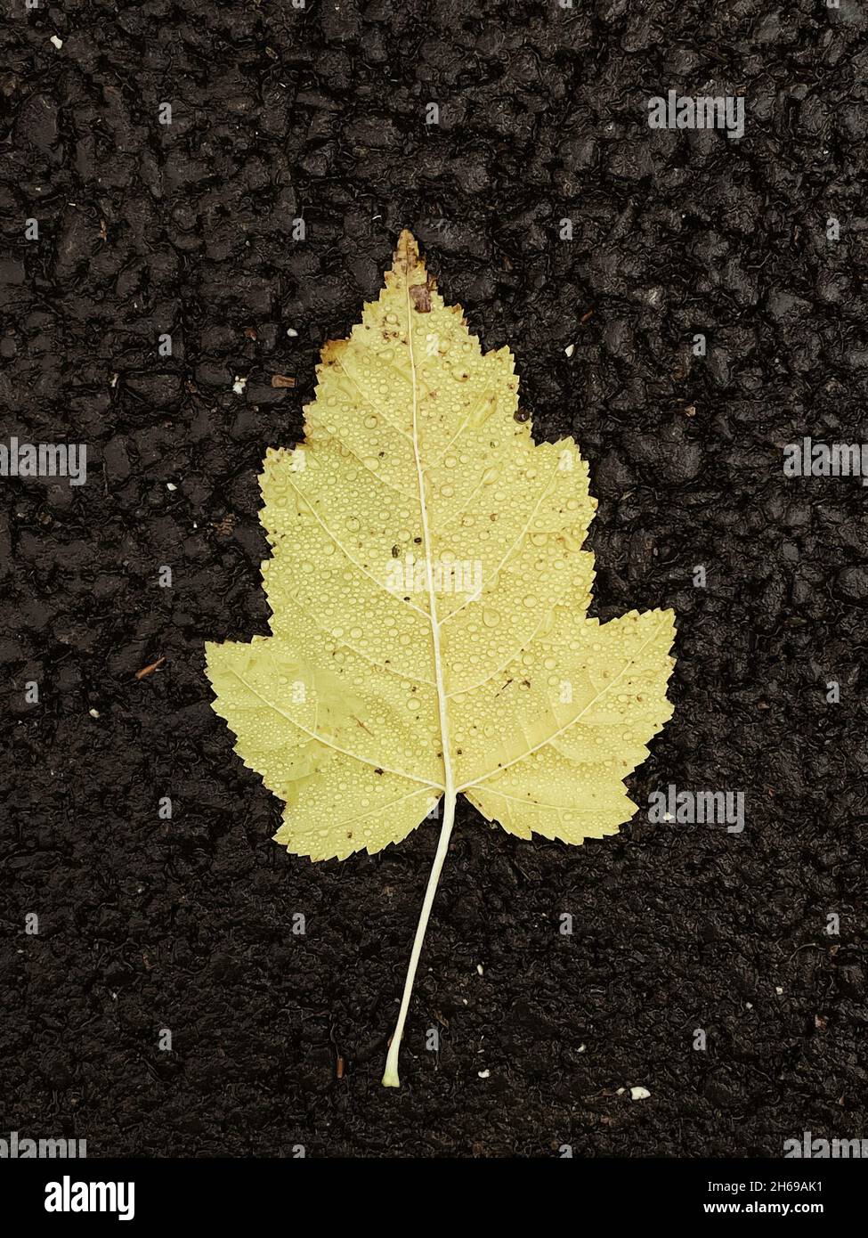 Vue de dessus de la feuille jaune avec gouttes d'eau.Photo verticale des feuilles d'automne en gros plan.Arrière-plan saisonnier Banque D'Images