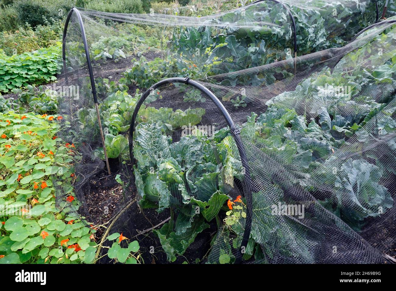 Filet de protection contre les insectes, jardin Légumes Mailles  protectrices Couvertures végétales, culture Tunnel Maille fine