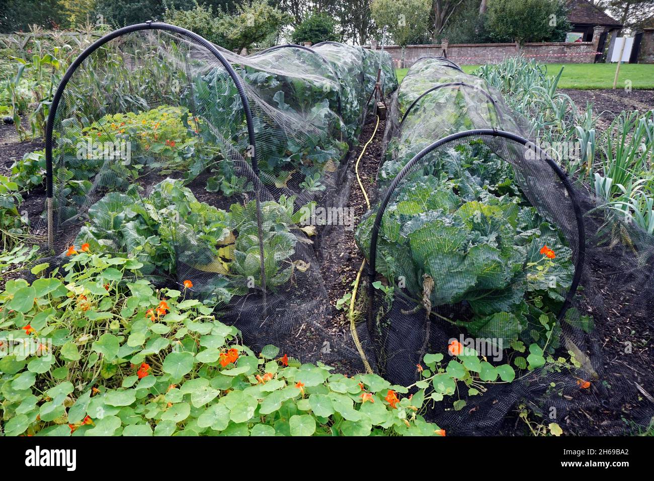 produits du jardin couverts de filets de protection Banque D'Images