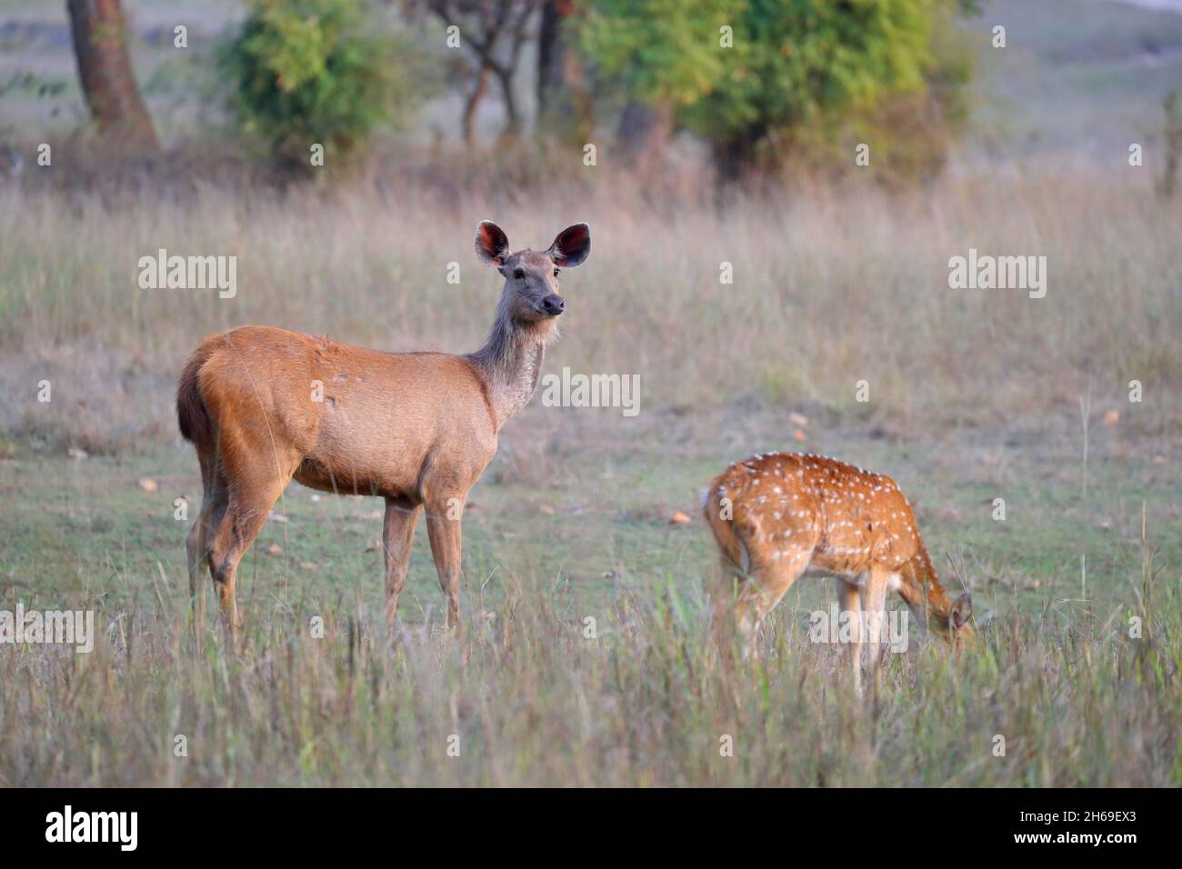 Un cerf de Sambar adulte (rusa unicolor) ind en Inde Banque D'Images